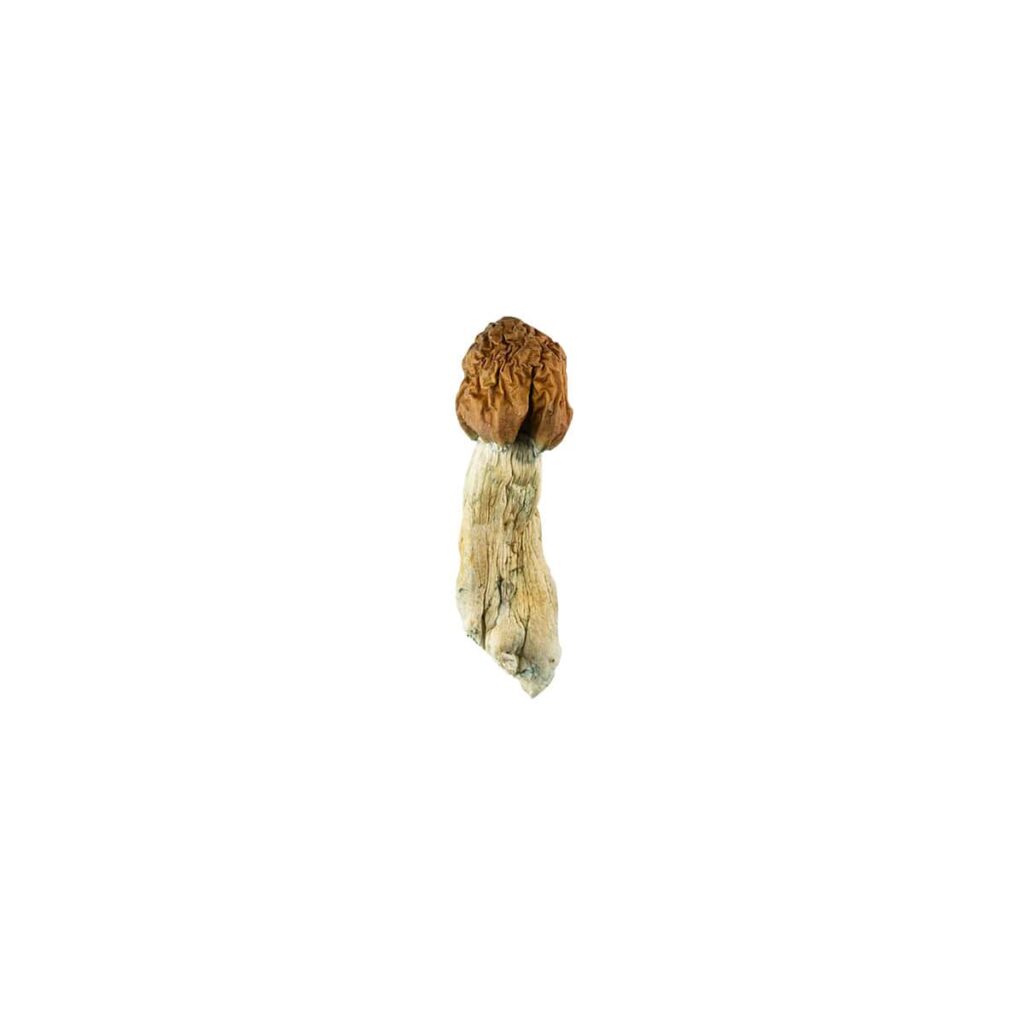 Vietnamese Cubensis