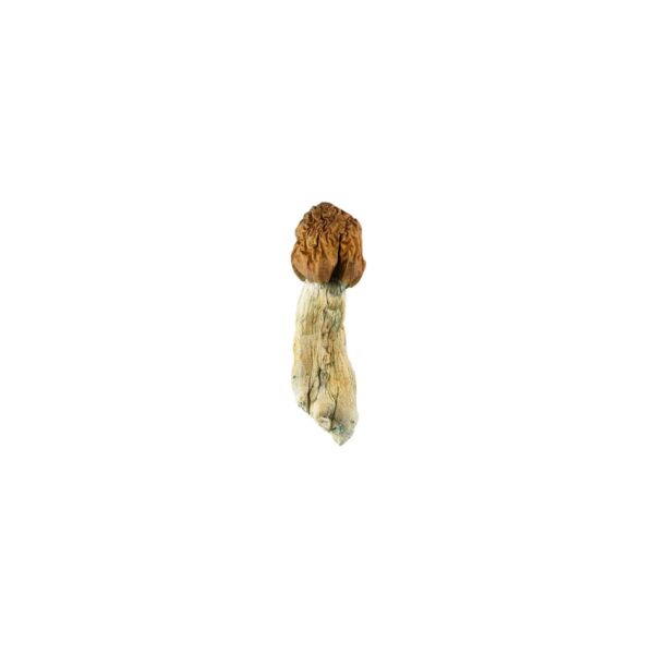 Vietnamese Cubensis